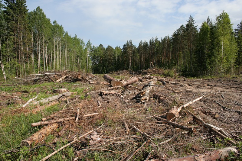 Вырубка леса в России